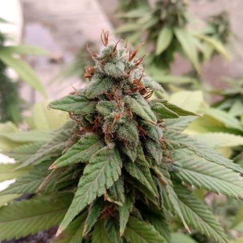 PYK  growlog timeline photo