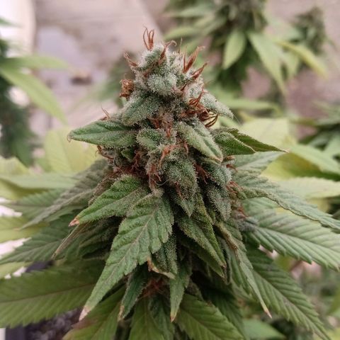 PYK  growlog timeline photo