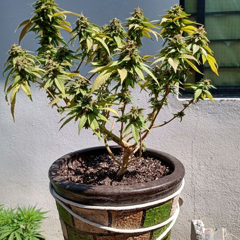 PYK  growlog timeline photo