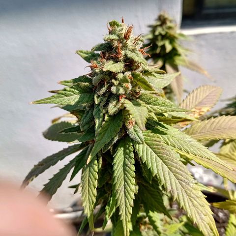PYK  growlog timeline photo