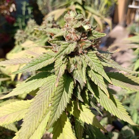 PYK  growlog timeline photo