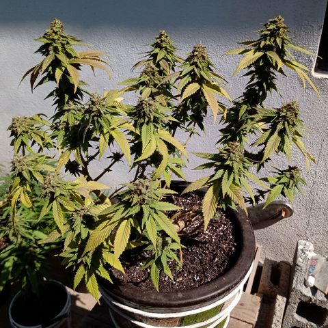 PYK  growlog timeline photo