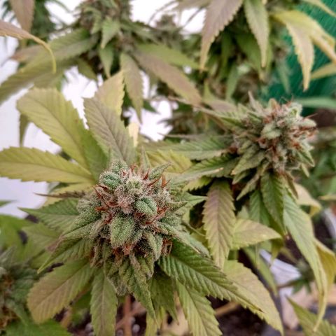 PYK  growlog timeline photo