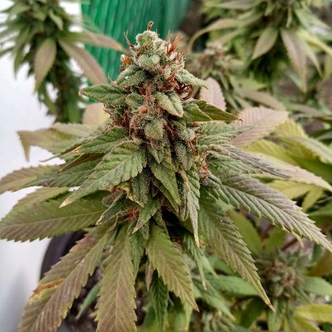 PYK  growlog timeline photo