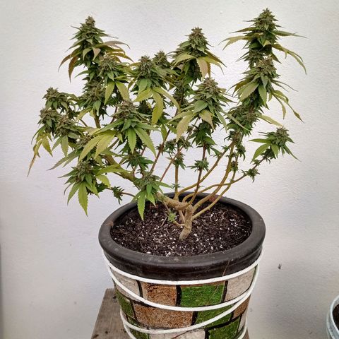 PYK  growlog timeline photo