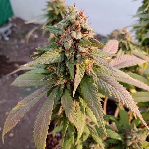PYK  growlog timeline photo