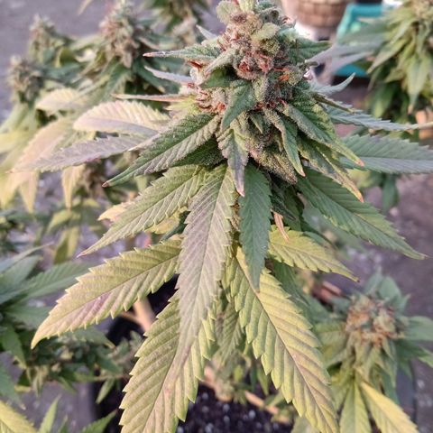 PYK  growlog timeline photo