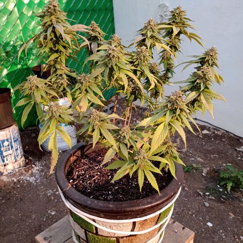 PYK  growlog timeline photo