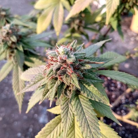 PYK  growlog timeline photo