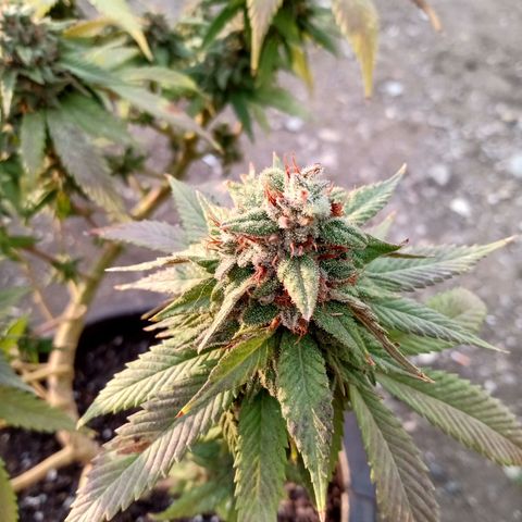 PYK  growlog timeline photo