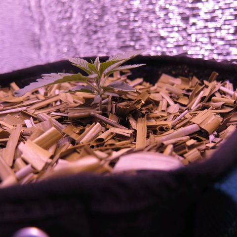 Leia growlog timeline photo