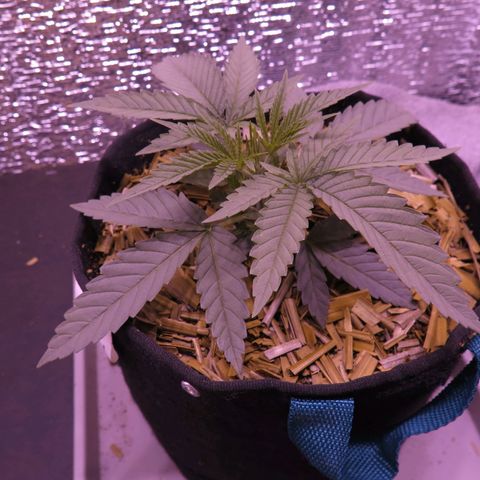 Leia growlog timeline photo