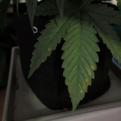 Leia growlog timeline photo