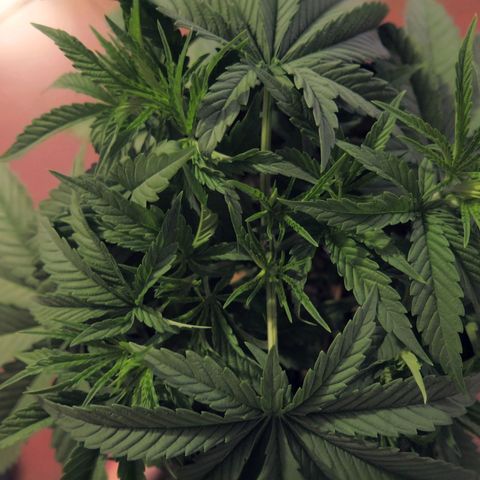 Leia growlog timeline photo