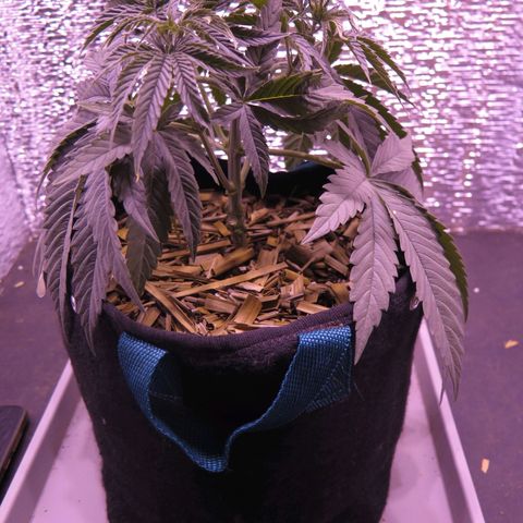 Leia growlog timeline photo