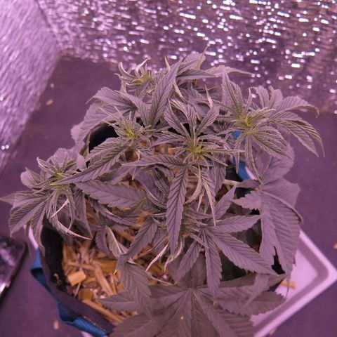Leia growlog timeline photo
