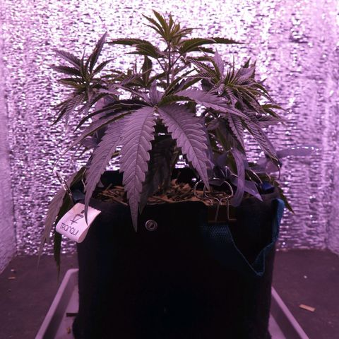 Leia growlog timeline photo