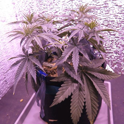 Leia growlog timeline photo