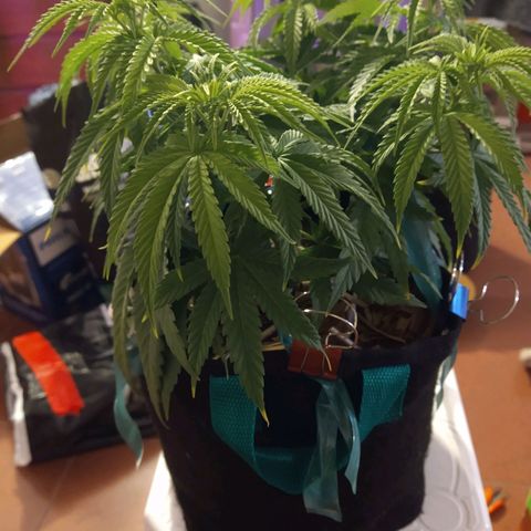 Leia growlog photo: Previo al trasplante a 20L