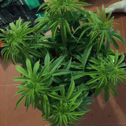 Leia growlog photo: Previo al trasplante a 20L