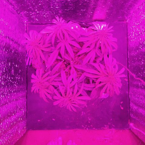 Leia growlog photo: Post trasplante a 20L