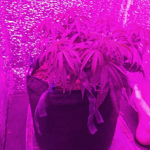 Leia growlog photo: Post trasplante a 20L