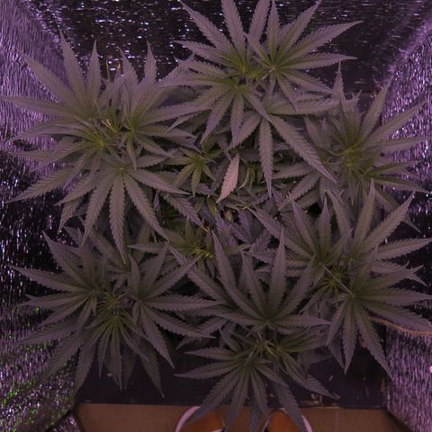 Leia growlog photo: 22 cm