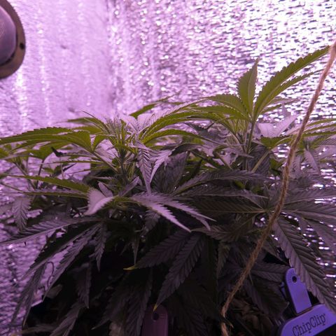 Leia growlog photo: 22 cm