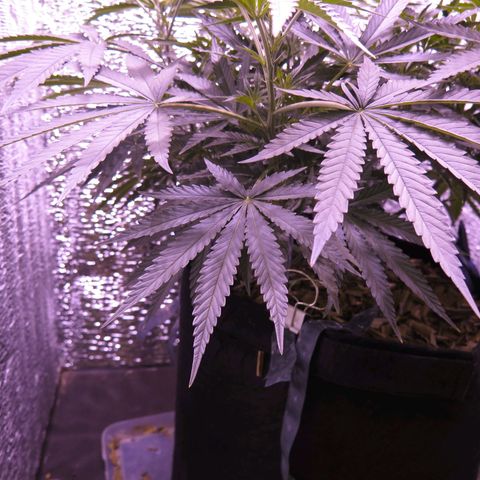 Leia growlog timeline photo