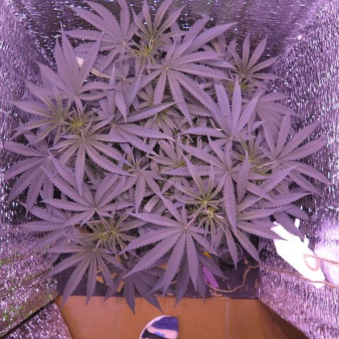 Leia growlog timeline photo