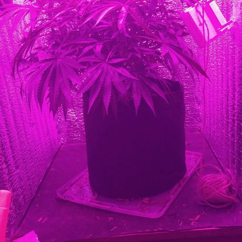 Leia growlog timeline photo