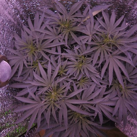 Leia growlog timeline photo
