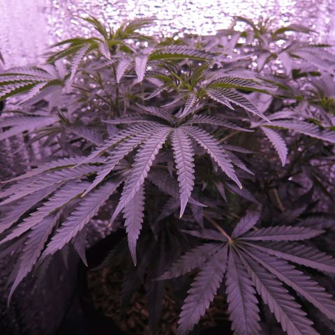 Leia growlog timeline photo
