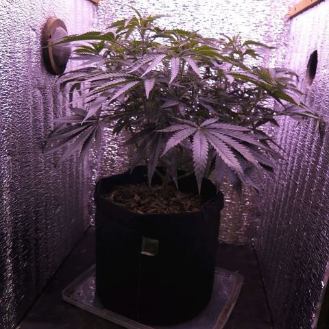 Leia growlog timeline photo