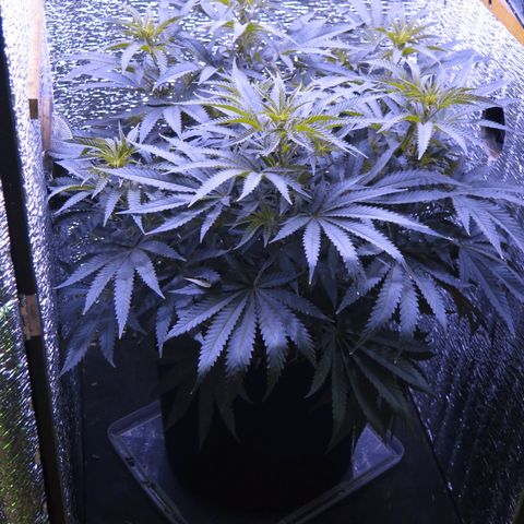 Leia growlog timeline photo