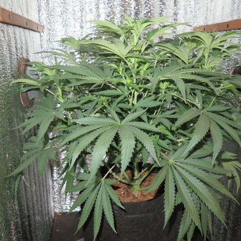 Leia growlog timeline photo