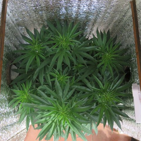 Leia growlog timeline photo