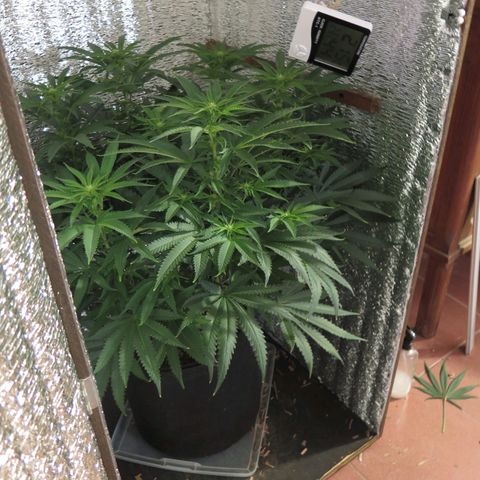 Leia growlog timeline photo