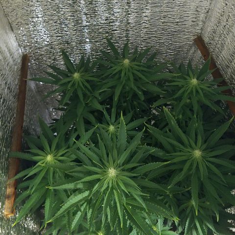 Leia growlog timeline photo