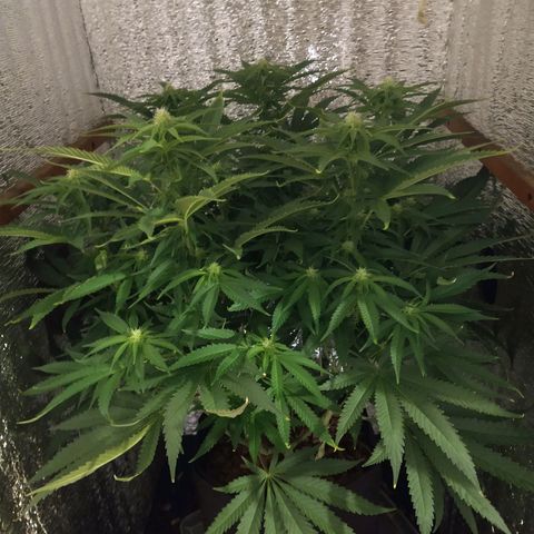 Leia growlog timeline photo