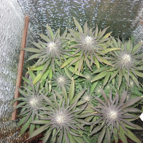 Leia growlog timeline photo