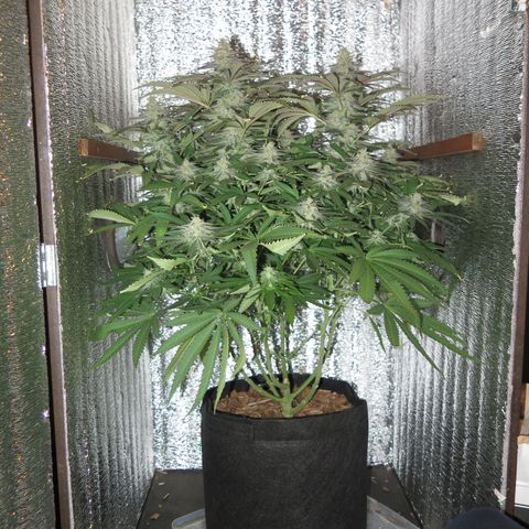 Leia growlog timeline photo