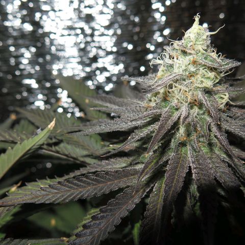Leia growlog timeline photo