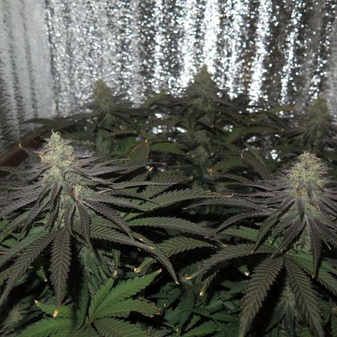 Leia growlog timeline photo
