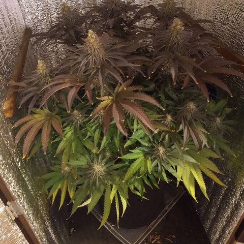 Leia growlog photo: Con luz natural