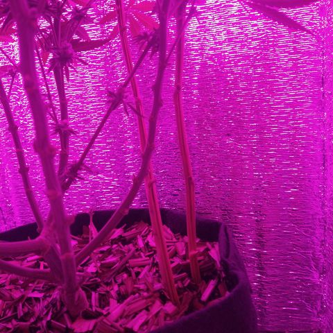 Leia growlog photo: Varillas tutoras