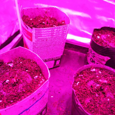 Sara growlog timeline photo