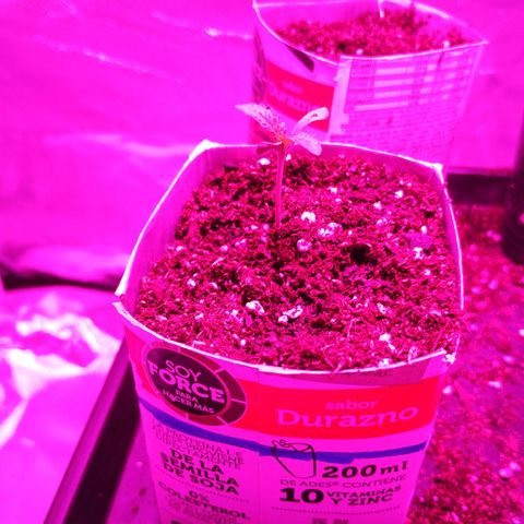 Muzza growlog timeline photo