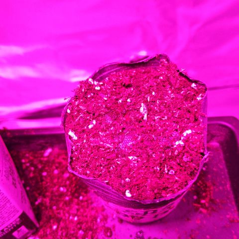 Giselle growlog timeline photo