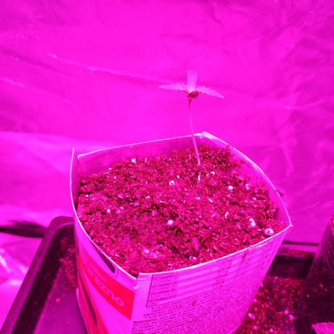 Sara growlog timeline photo